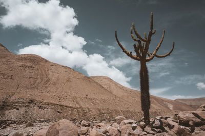 Cactus growing on rock against sky