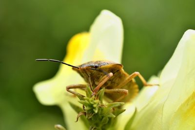 Close-up of insect on plant