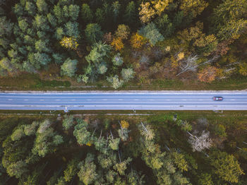 Directly above shot of road amidst trees at forest