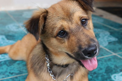 Close-up portrait of dog