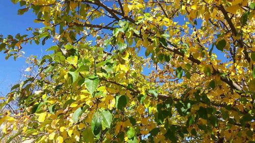 Low angle view of tree against sky