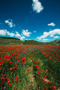 Scenic view of flowering plants on land against blue sky