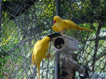 Bird in a cage