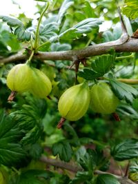 Close-up of leaves on tree