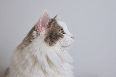 Close-up side view of a white cat looking away