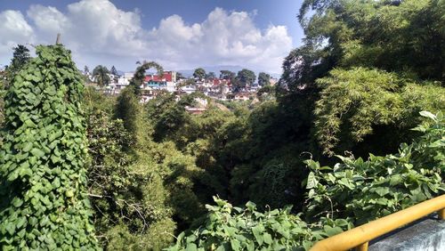 Plants and trees on landscape against sky