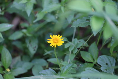 Close-up of yellow flowering plant