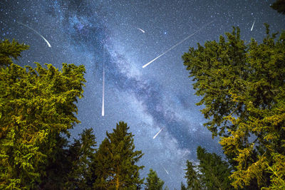 Low angle view of trees against sky at night