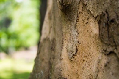 Close-up of tree trunk