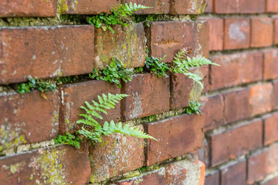 Close-up of brick wall with ferns