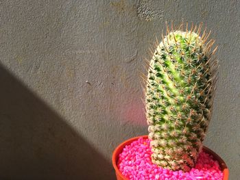 High angle view of cactus plant against wall