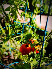 Close-up of red berries growing on tree