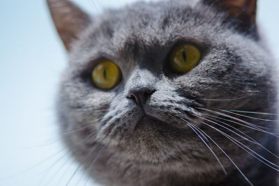 Close-up portrait of a cat. portrait of a beautiful british shorthair cat.