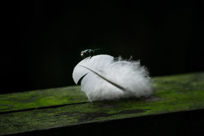 Close-up of feather against black background