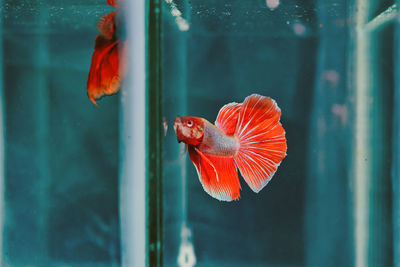 Orange fish swimming in glass window