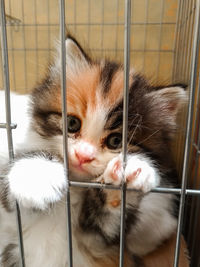 Close-up of a cat in cage