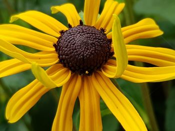 Close-up of yellow flowering plant