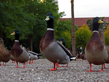 Close-up of birds