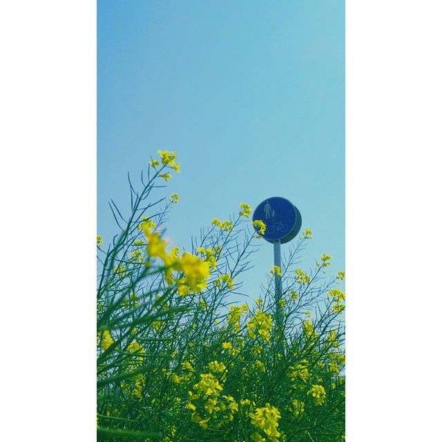 flower, clear sky, transfer print, yellow, growth, copy space, freshness, beauty in nature, fragility, nature, auto post production filter, plant, green color, field, blue, tree, sky, blooming, day, stem