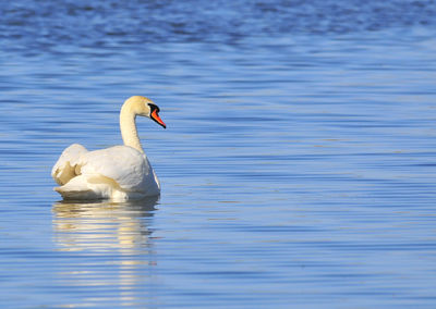 Swan swimming in lake