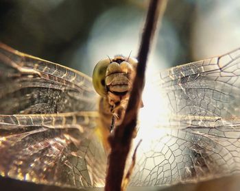 Close-up of spider on web