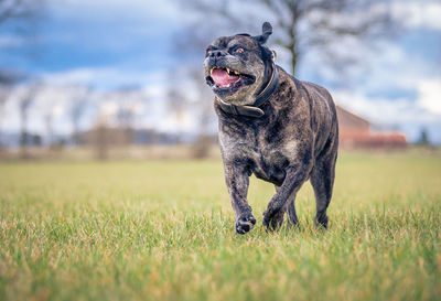 Dog walking on grass