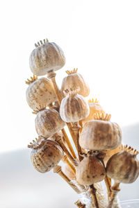 Close-up of fresh flowers against white background