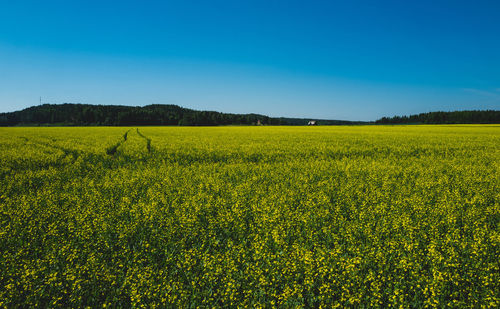 Scenic view of oilseed rape field against clear sky