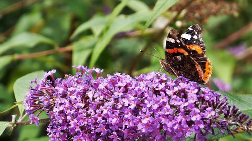 Close-up of butterfly pollinating on purple flower