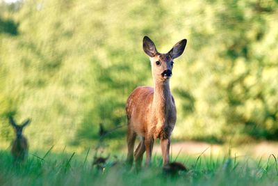 Portrait of giraffe standing on field
