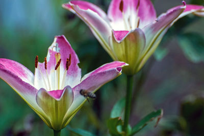 Close-up of pink lily blooming outdoors