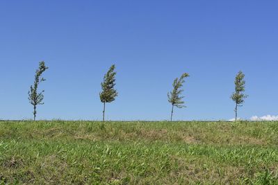 Trees growing on grassy field against clear sky during sunny day