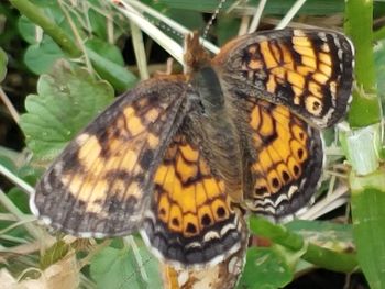 Close-up of butterfly on flower