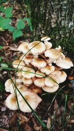 Close-up of mushrooms growing on tree in forest