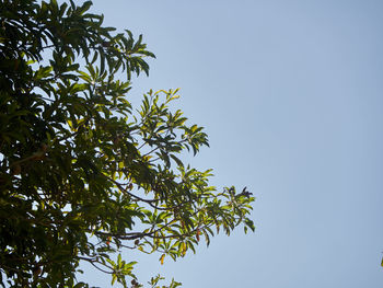 Low angle view of tree against clear blue sky