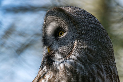 Close-up of owl