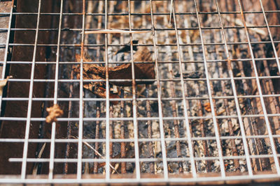 High angle view of birds in cage