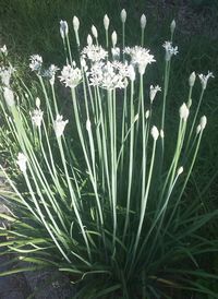 Close-up of flower blooming in spring