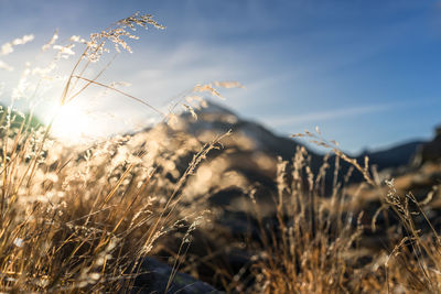 Close-up of wheat growing on field against sky