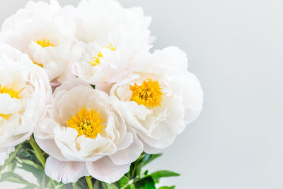 Close-up of white rose flower