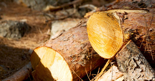 Close-up of shell on wood in forest