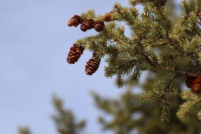 Low angle view of pine tree against sky