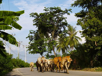 View of horse walking on road