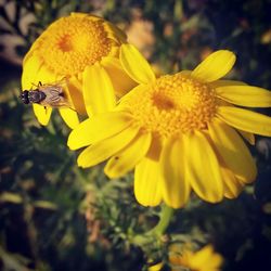 Close-up of insect on yellow flower