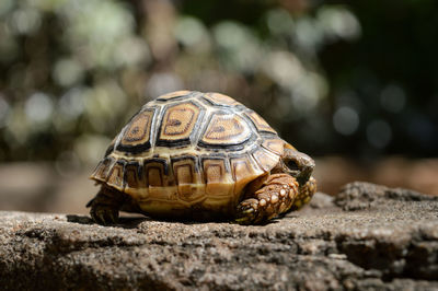 Close-up of turtle