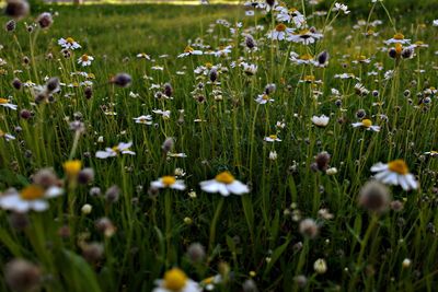 Daisy flowers blooming in field