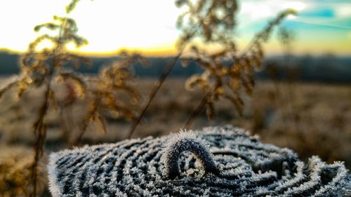 Close-up of frozen plants on land