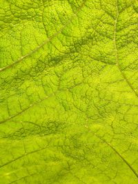 Macro shot of leaf