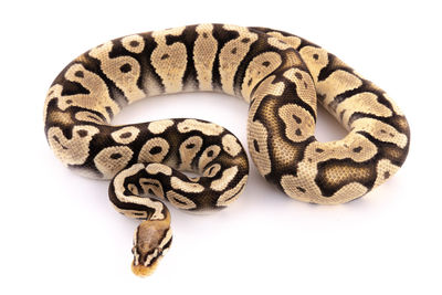 Close-up of snake against white background