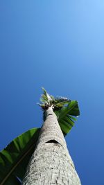 Low angle view of tree against clear blue sky